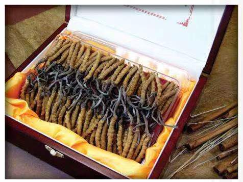 临沧冬虫夏草回收